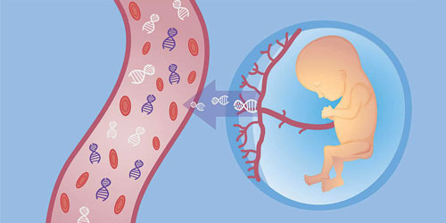 Fetal DNA Tarama Testi