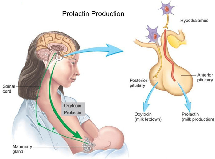 Hiperprolaktinemi [Prolaktin (Süt Hormonu) Hormonunun Fazla Salgılanması]